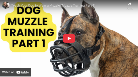 teach dog to wear muzzle 